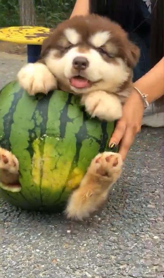 吃瓜不忘狗子,揭秘娱乐圈背后的温馨瞬间 第3张 吃瓜不忘狗子,揭秘娱乐圈背后的温馨瞬间 第3张